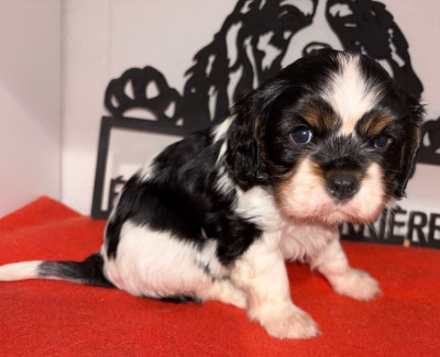 Les chiots de Cavalier King Charles Spaniel