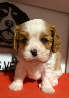 Les chiots de Cavalier King Charles Spaniel