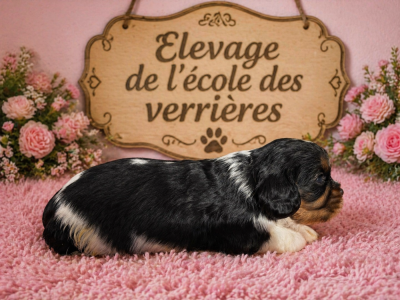 Les chiots de Cavalier King Charles Spaniel