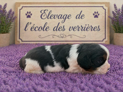 Les chiots de Cavalier King Charles Spaniel