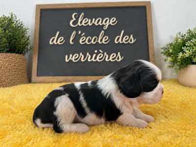 Les chiots de Cavalier King Charles Spaniel