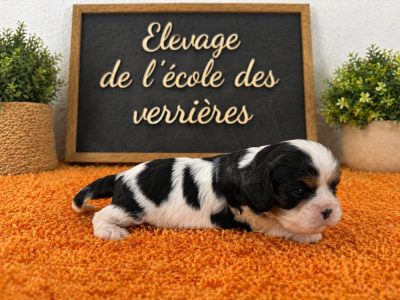 Les chiots de Cavalier King Charles Spaniel