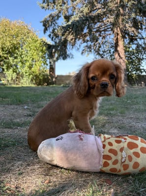 Les chiots de Cavalier King Charles Spaniel