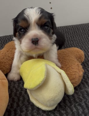 Les chiots de Cavalier King Charles Spaniel