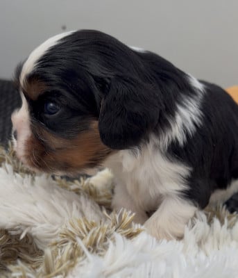 Les chiots de Cavalier King Charles Spaniel