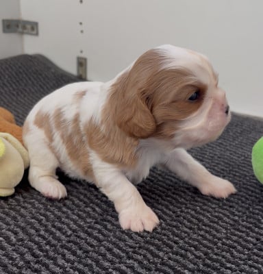 Les chiots de Cavalier King Charles Spaniel