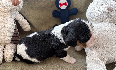 Les chiots de Cavalier King Charles Spaniel