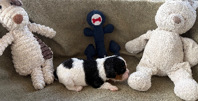 Les chiots de Cavalier King Charles Spaniel