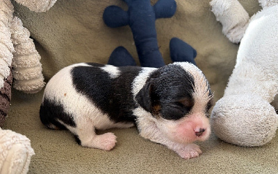 Les chiots de Cavalier King Charles Spaniel