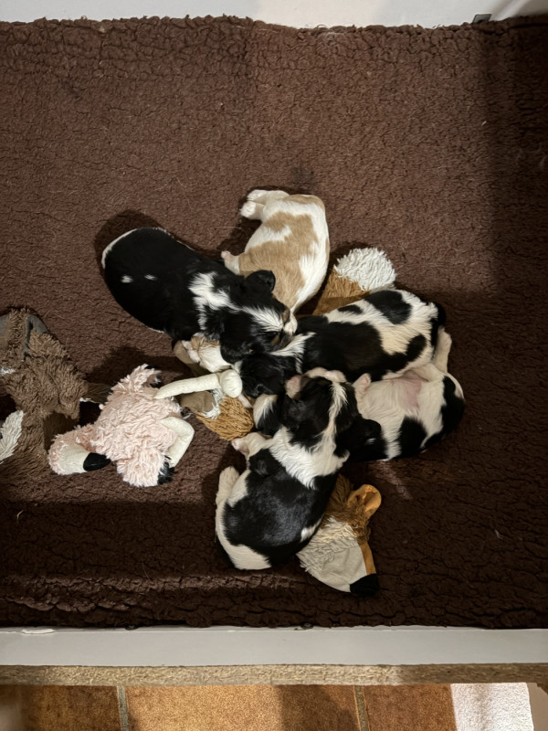 Cavalier King Charles Spaniel - de L'école des Verrières