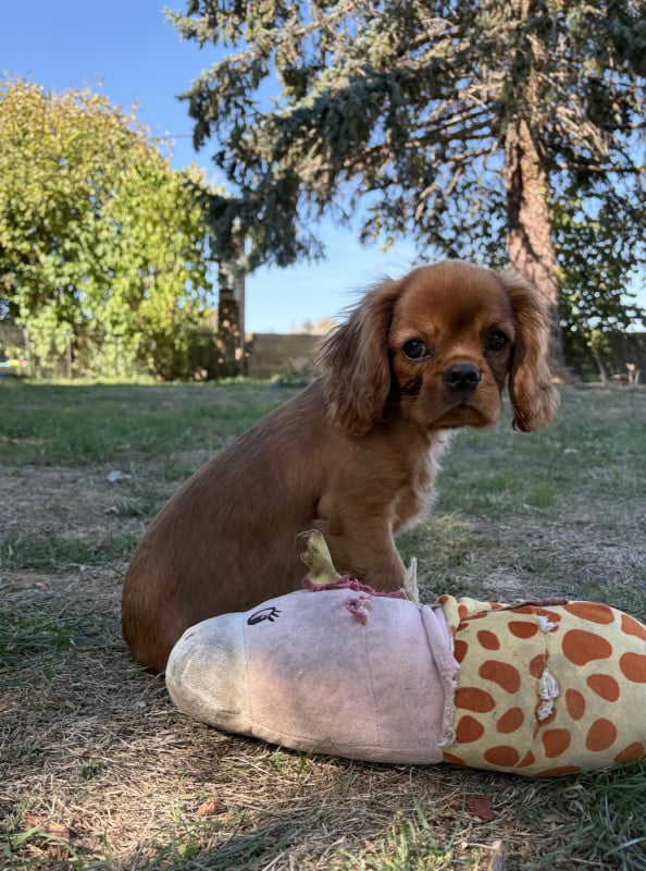 Cavalier King Charles Spaniel - de L'école des Verrières