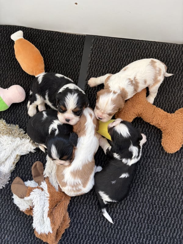 Cavalier King Charles Spaniel - de L'école des Verrières