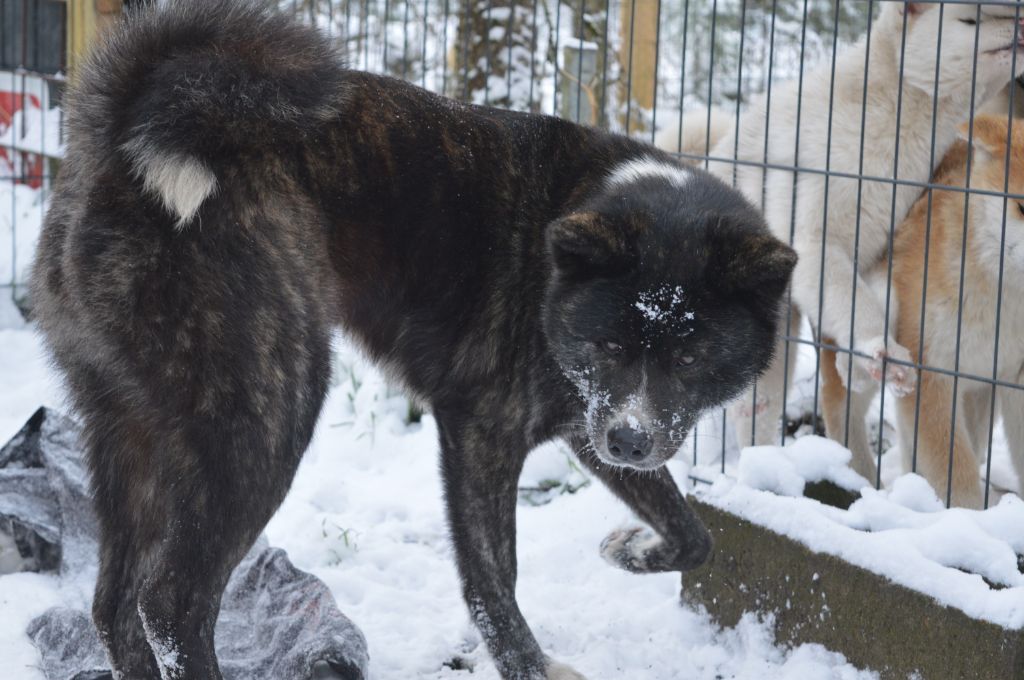 Publication : No Asahi