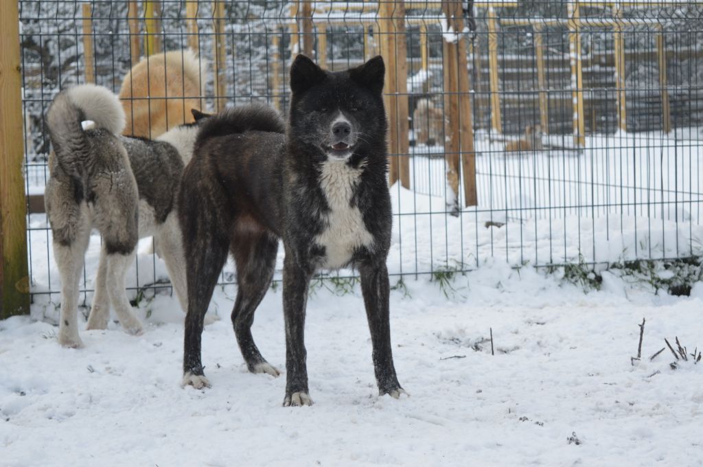 Publication : No Asahi