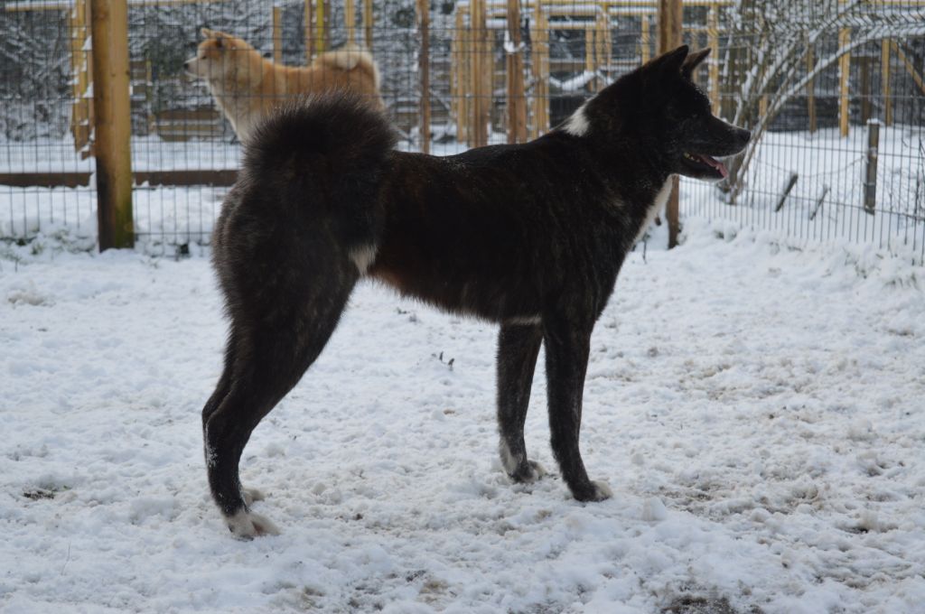 Publication : No Asahi