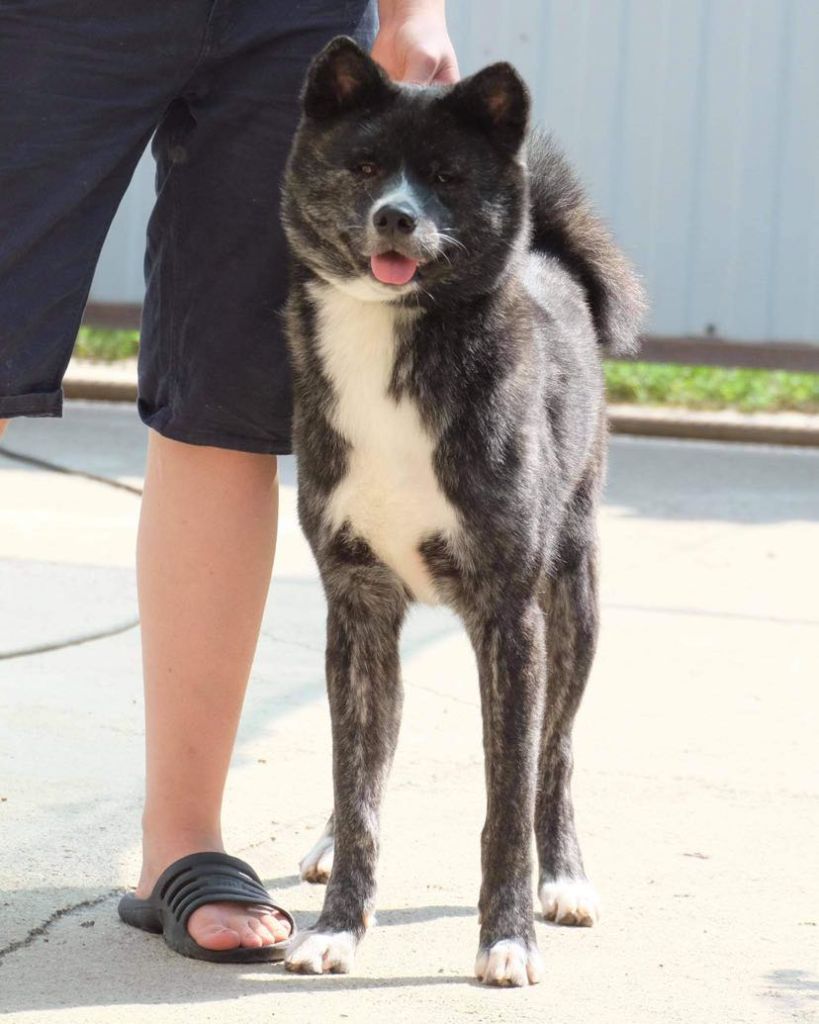 Publication : No Asahi