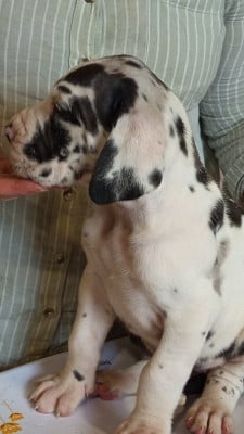 Les chiots de Dogue allemand