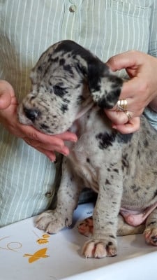 Les chiots de Dogue allemand