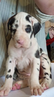 Les chiots de Dogue allemand