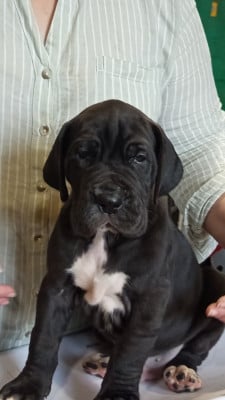 Les chiots de Dogue allemand