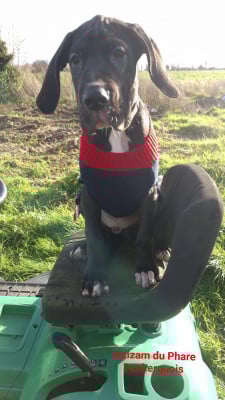 Les chiots de Dogue allemand