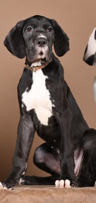 Les chiots de Dogue allemand