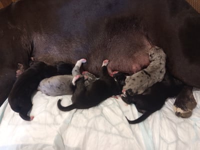 Chiot N°2 - Dogue allemand