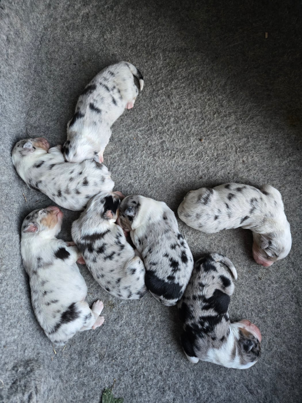 CHIOT 1 - Berger Australien