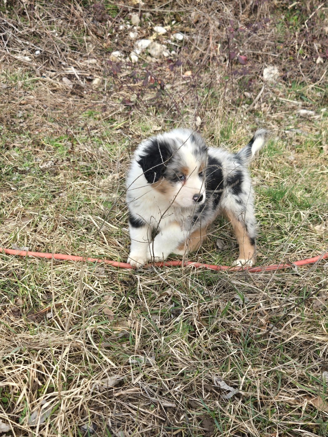 CHIOT 5 - Berger Australien