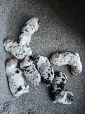 CHIOT 6 - Berger Australien