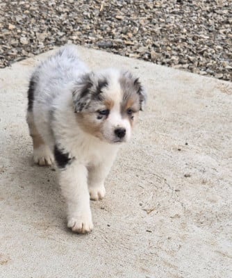 Les chiots de Berger Australien