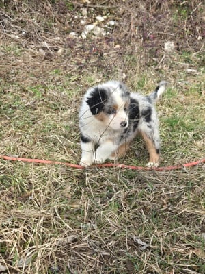 Les chiots de Berger Australien