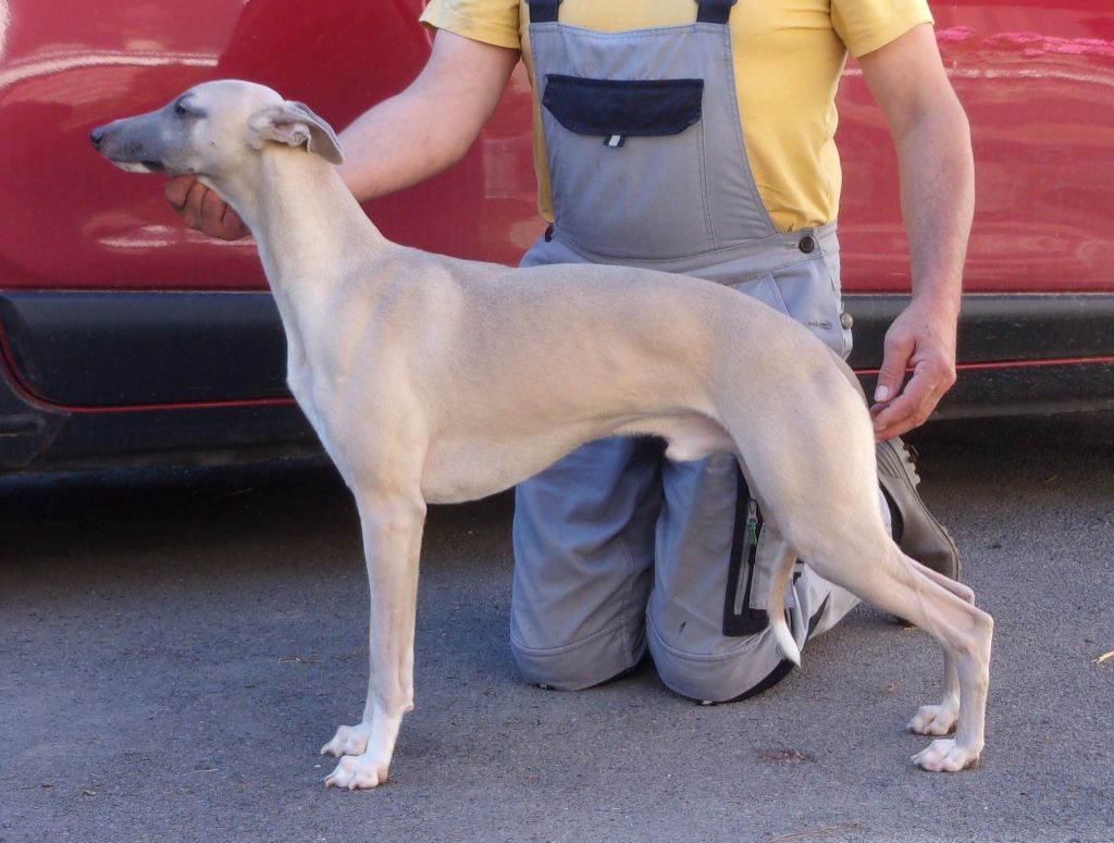 Publication : du haras d'hélios Auteur : Jean-Louis Cocquempot