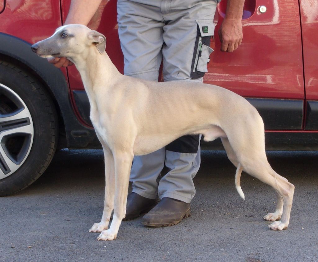 Publication : du haras d'hélios Auteur : Jean-Louis Cocquempot