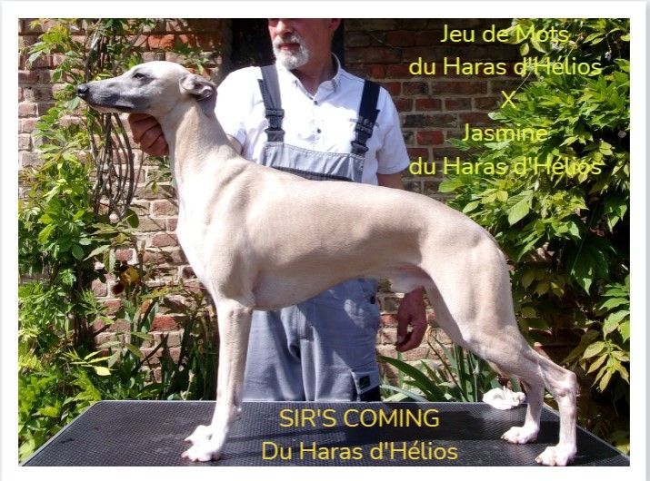 Publication : du haras d'hélios Auteur : Jean-Louis Cocquempot