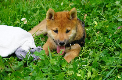 Shiba