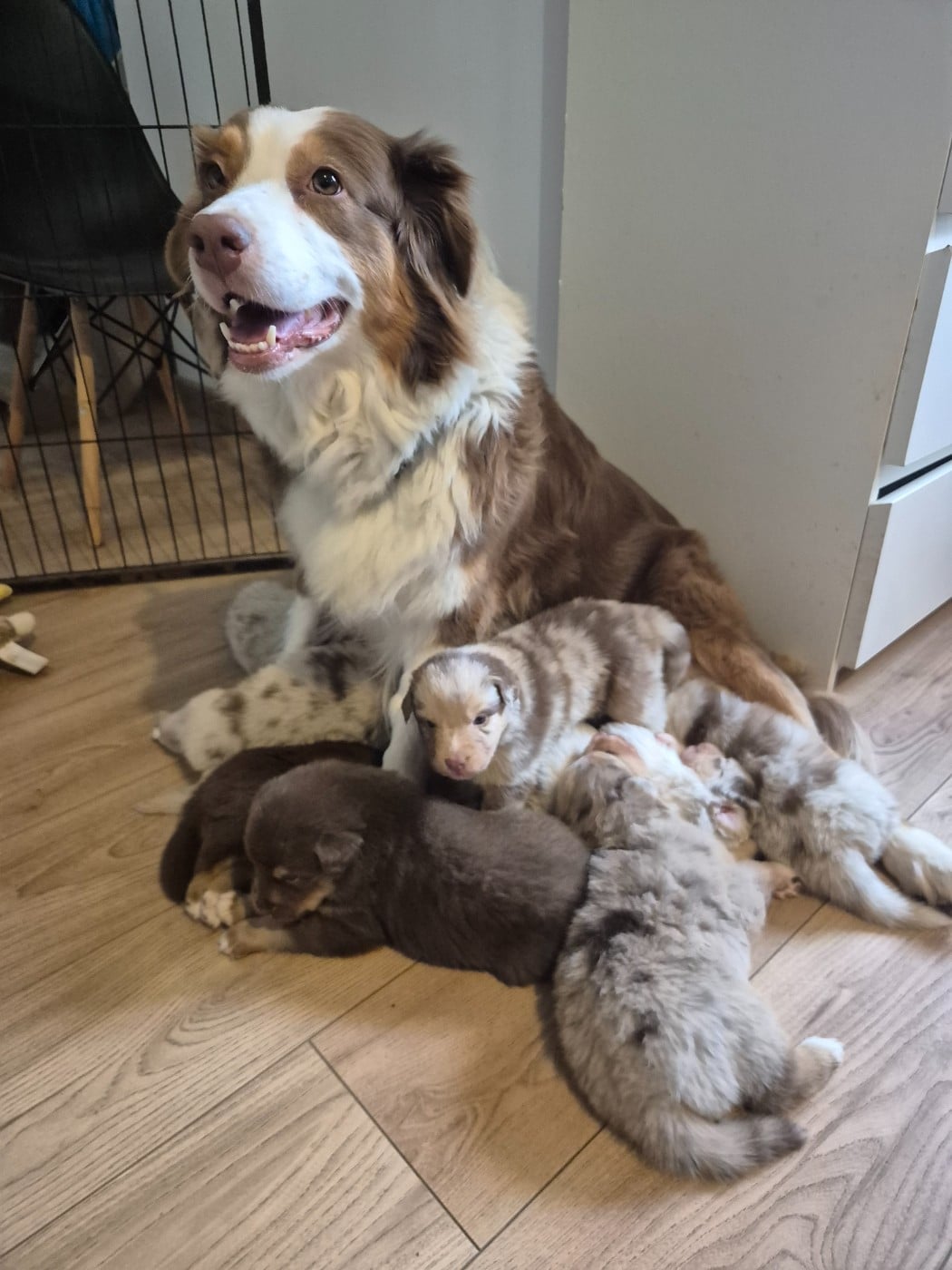 Berger Australien - Du Reve De Jj