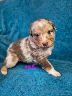 Les chiots de Berger Australien