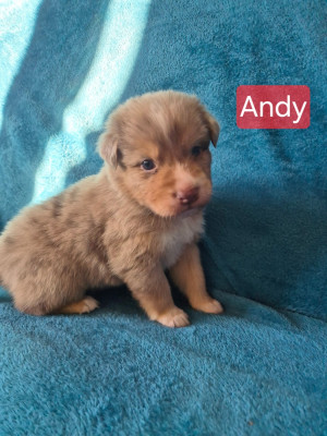 Les chiots de Berger Australien