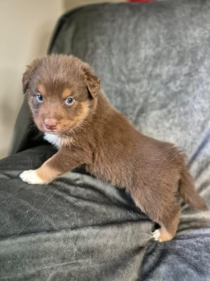 Les chiots de Berger Australien