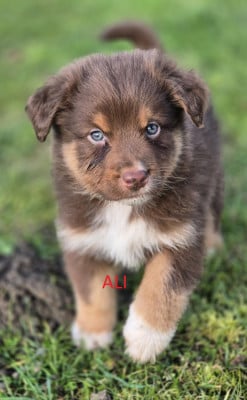 Les chiots de Berger Australien
