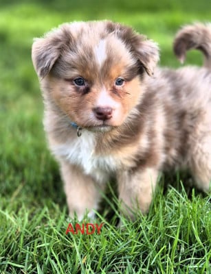 Les chiots de Berger Australien