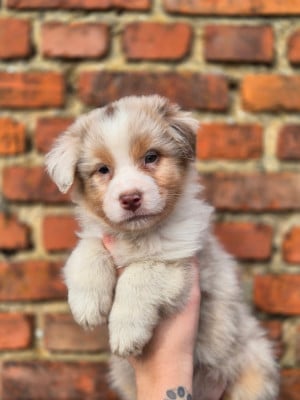 Les chiots de Berger Australien