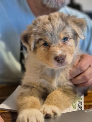 Les chiots de Berger Australien