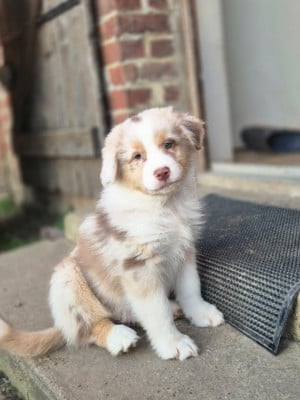 Les chiots de Berger Australien