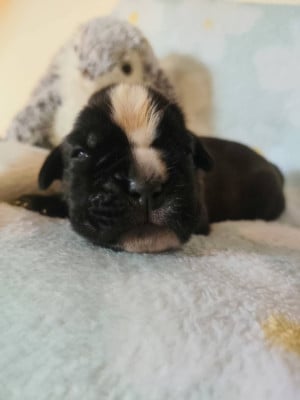 Bruce banner - Boxer