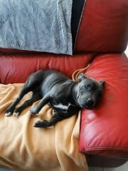 Vénus (Sans Affixe)