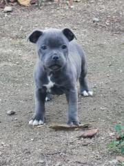 Vénus (Sans Affixe)