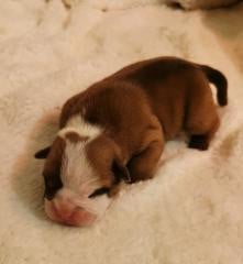 Les chiots de Bulldog continental