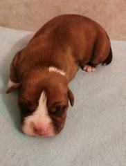 Les chiots de Bulldog continental